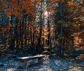 Las, Promienie słońca, Ławka, Drzewa, Jesień
