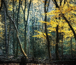 Las, Drzewa, Jesień, Pożółkłe, Liście, Konary
