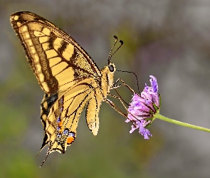 Motyl, Makro, Fioletowy, Kwiatek, Paź królowej