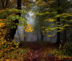 Jesień, Las, Liście, Drzewa, Pożółkłe, Mgła