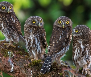 Sowy, Konar, Drzewo, Pójdźki, Cztery