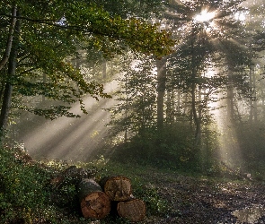 Ścieżka, Drzewa, Mgła, Las, Przebijające światło, Kłody