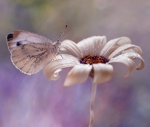Kwiat, Bielinek kapustnik, Biały, Motyl
