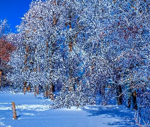 Zima, Słoneczny, Oszronione, Dzień, Drzewa, Ośnieżone, Las, Śnieg, Szron