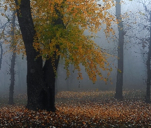 Las, Mgła, Jesień, Drzewo
