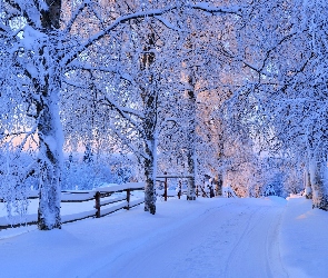 Zima, Droga, Ogrodzenie, Drzewa, Śnieg, Ośnieżone