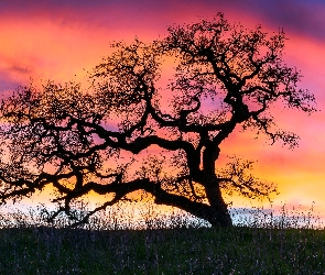 Drzewo, Zachód słońca, Bezlistne