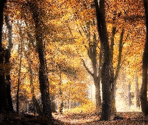 Dzień, Słoneczny, Jesień, Las, Drzewa, Ścieżka