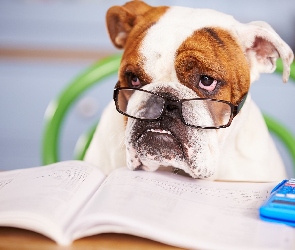 Pies, Książka, Okulary, Kalkulator, Buldog angielski