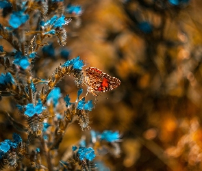 Rusałka osetnik, Motyl, Niebieskie, Kwiaty