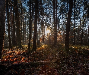 Las iglasty, Promienie słońca, Drzewa