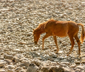 Kasztanowaty, Kamienie, Koń