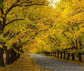 Park, Drzewa, Jesień, Pożółkłe, Liście, Aleja, Droga, Opadłe