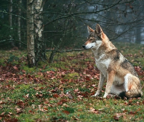 Pies, Drzewa, Wilczak czechosłowacki