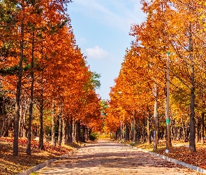 Jesień, Droga, Park, Drzewa
