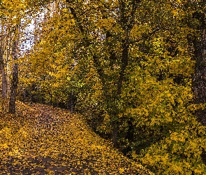 Liście, Drzewa, Droga, Jesień, Latarnia, Park, Ławki