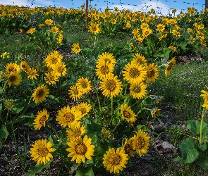 Żółte, Balsamorhiza, Kwiaty