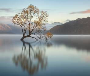 Drzewo, Poranek, Wschód słońca, Nowa Zelandia, Odbicie, Jesień, Wyspa Południowa, Jezioro Wanaka