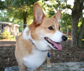 Welsh corgi pembroke, pysk