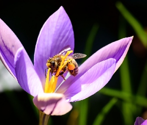 Pszczoła, Makro, Krokus