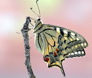 Makro, Gałązka, Motyl, Paź królowej