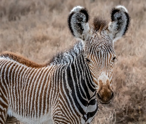 Zebra, Młoda