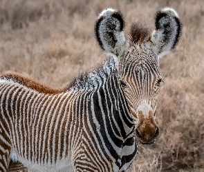 Młoda, Zebra