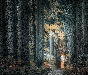 Ścieżka, Jesień, Las, Drzewa