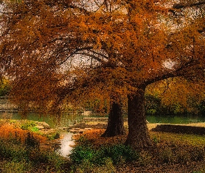 Jesień, Rośliny, Rzeka, Drzewa