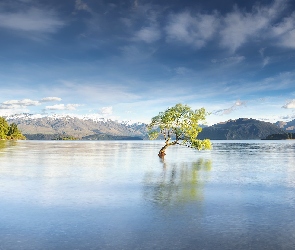 Nowa Zelandia, Wyspa Południowa, Jezioro Wanaka, Drzewo