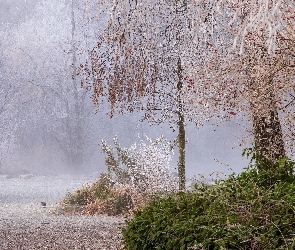 Park, Mgła, Trawy, Oszronione, Drzewa, Przymrozek