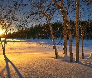 Zima, Brzozy, Wschód słońca, Las, Śnieg