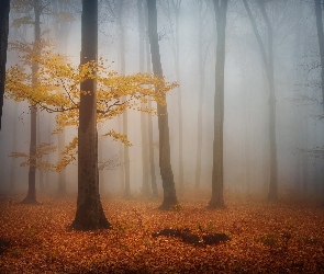 Jesień, Las, Drzewo, Mgła, Pożółkłe, Drzewa