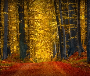 Las, Jesień, Drzewa, Droga, Pożółkłe