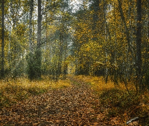 Jesień, Las, Promienie słońca, Liście, Ścieżka, Opadłe