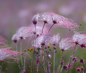 Różowe, Kuklik, Prairie Smoke, Kwiaty, Roślina