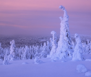 Zima, Finlandia, Drzewa, Rośliny, Śnieg