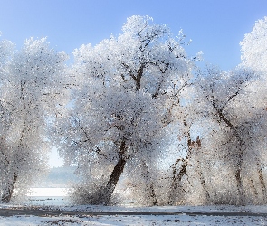 Zima, Śnieg, Drzewa, Oszronione