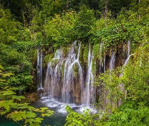 Chorwacja, Rośliny, Park Narodowy Jezior Plitwickich, Drzewa, Wodospady