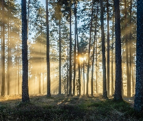 Las, Przebijające światło, Promienie słońca, Drzewa