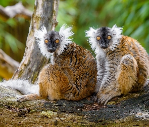 Dwa, Konar, Lemury