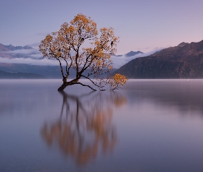 Jezioro Wanaka, Wschód słońca, Nowa Zelandia, Jesień, Odbicie, Wyspa Południowa, Drzewo