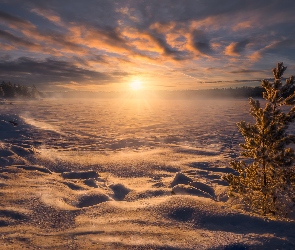 Ringerike, Drzewo, Śnieg, Norwegia, Ośnieżone, Zima, Zachód słońca