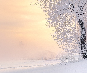 Zima, Mgła, Oszronione, Drzewo, Śnieg