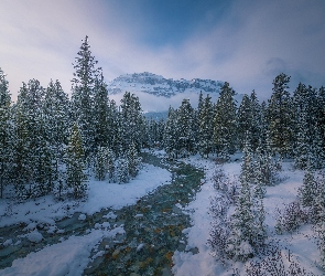 Kanada, Góry, Drzewa, Canadian Rockies, Zima, Las, Park Narodowy Banff, Mgła, Alberta, Rzeka