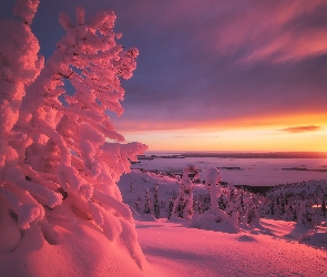 Ośnieżone Drzewa, Zachód słońca, Zima
