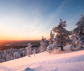 Finlandia, Laponia, Drzewa, Zima, Zachód słońca, Park Narodowy Riisitunturi
