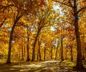 Dzień, Słoneczny, Pożółkłe, Jesień, Drzewa, Park