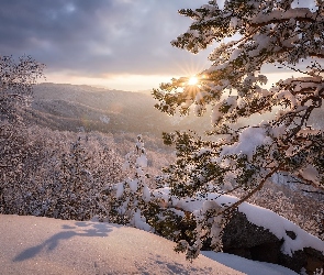 Góry, Zima, Kamień, Drzewa, Sosna, Słońce, Śnieg