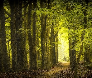 Las, Dzień, Ścieżka, Słoneczny, Drzewa